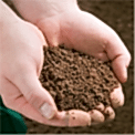 soil in hands